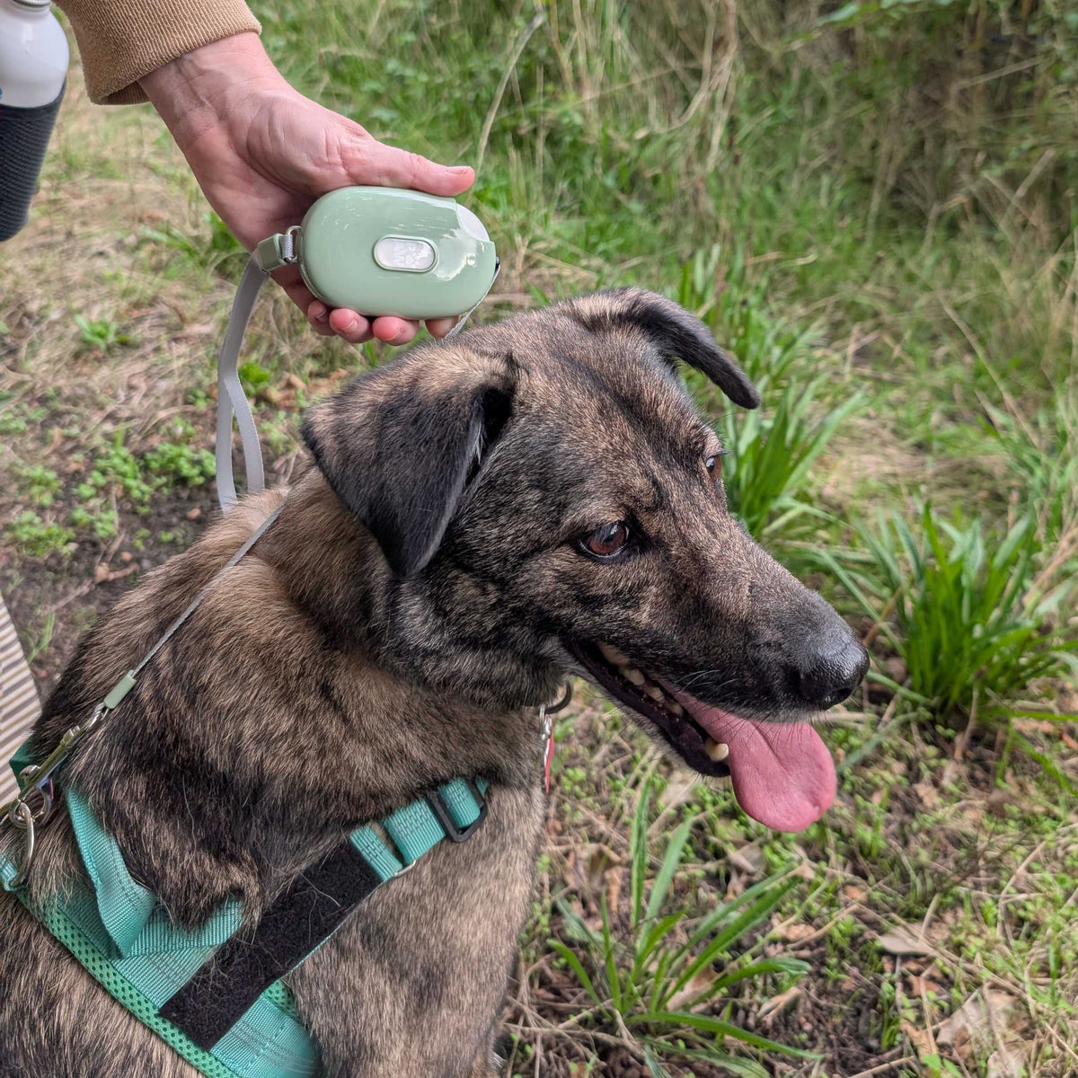 Green Retractable Dog Lead