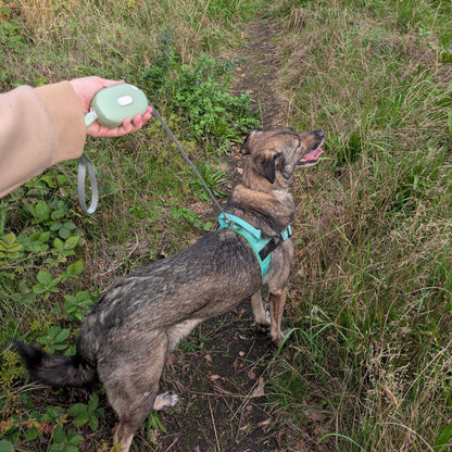 Green Retractable Dog Lead