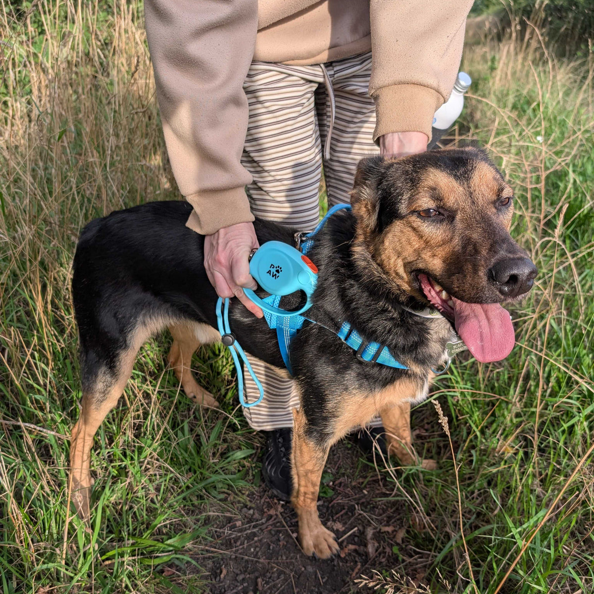 Blue Retractable Dog Lead