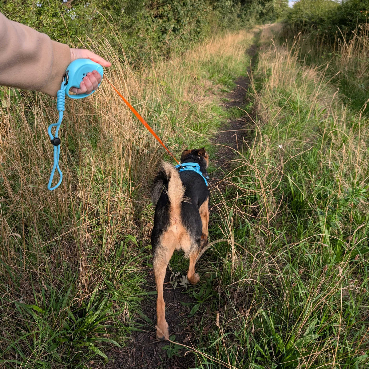 Blue Retractable Dog Lead