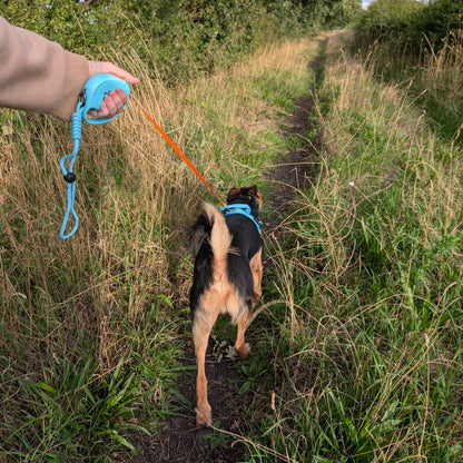 Blue Retractable Dog Lead